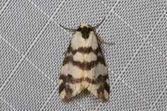 Thallarcha albicollis