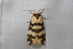 Thallarcha albicollis