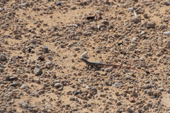 Acanthodactylus schreiberi