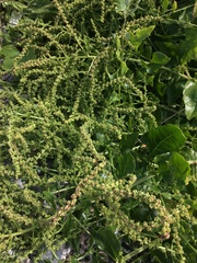 Atriplex sagittata