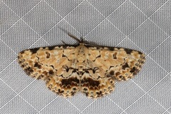 Sandava scitisignata