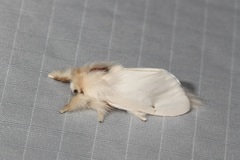 Trichiocercus sparshalli