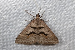 Dichromodes atrosignata