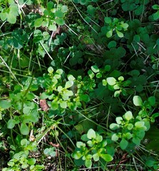Chrysosplenium kamtschaticum