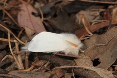 Trichiocercus sparshalli