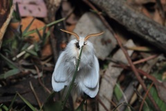 Trichiocercus sparshalli