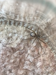 Steatoda nobilis