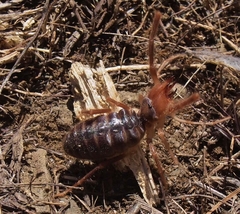 Eremobatidae