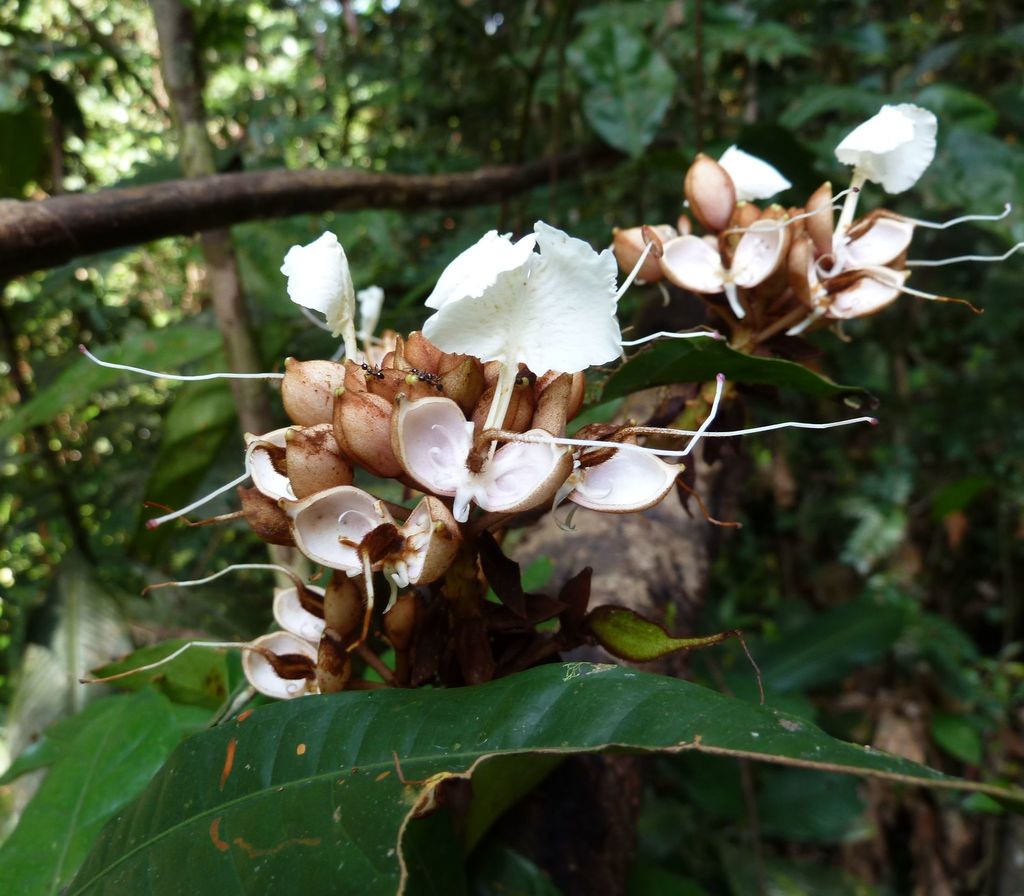 Gilbertiodendron obliquum