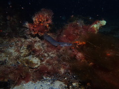 Conger wilsoni