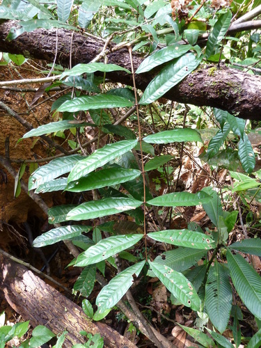 Gilbertiodendron obliquum image