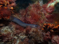 Conger wilsoni