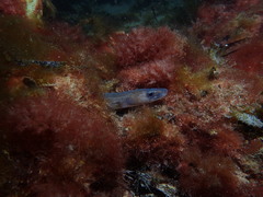 Conger wilsoni
