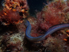 Conger wilsoni