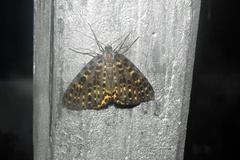 Arichanna flavinigra