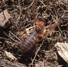 Eremobatidae