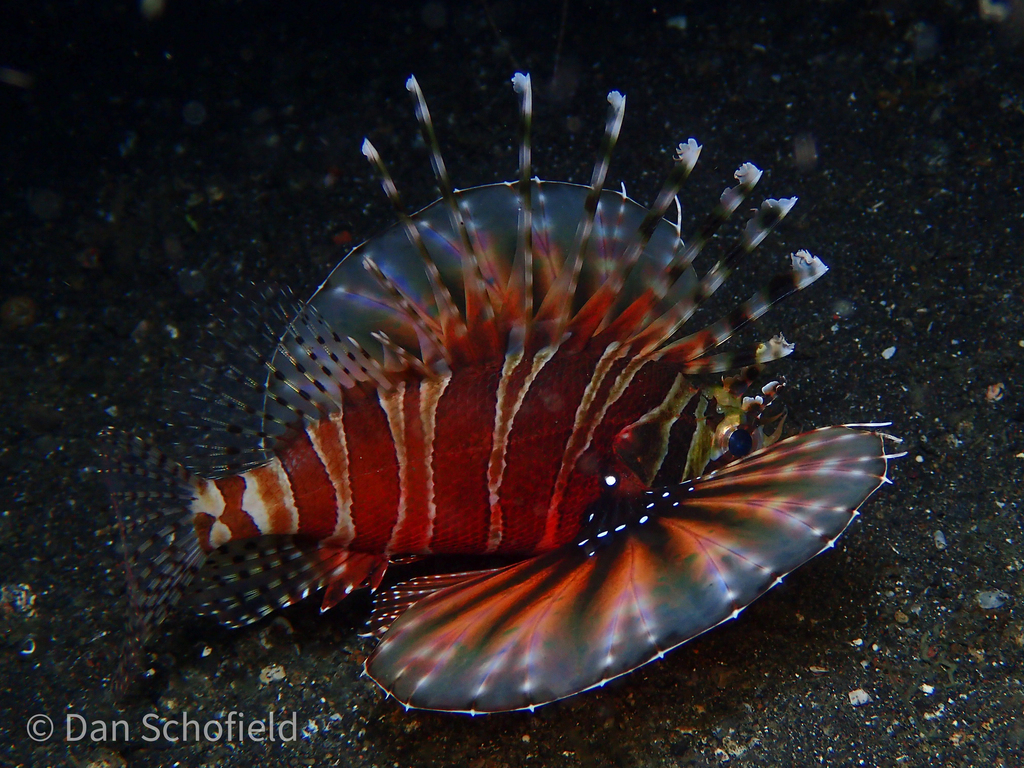 Zebra turkeyfish