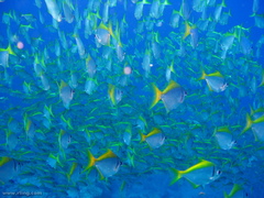 Schuettea scalaripinnis