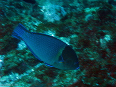 Anampses caeruleopunctatus