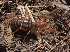 Eremobatidae