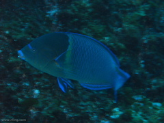 Anampses caeruleopunctatus