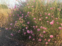 Convolvulus dorycnium