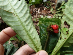 Psychotria blydeniae