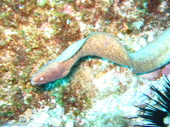 Gymnothorax thyrsoideus