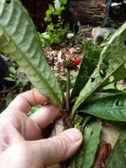 Psychotria blydeniae