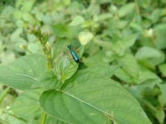 Neocollyris