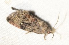 Gymnandrosoma punctidiscanum