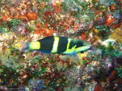 Thalassoma nigrofasciatum