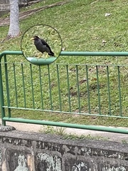 Acridotheres javanicus