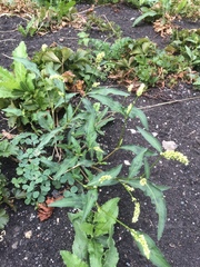 Persicaria tomentosa
