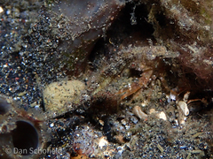 Acentronura breviperula