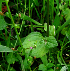 Diascia parviflora