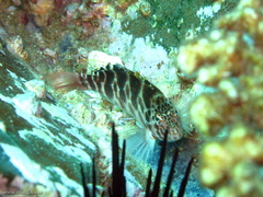 Cirrhitichthys aprinus