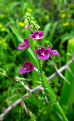 Diascia parviflora