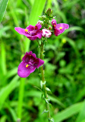 Diascia parviflora