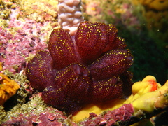 Botrylloides magnicoecus