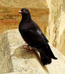 Columba livia