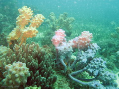 Capnella gaboensis