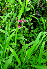 Diascia parviflora