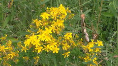 Hypericum perforatum