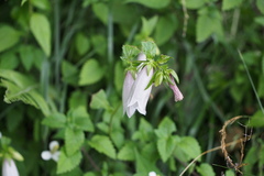 Campanula punctata punctata