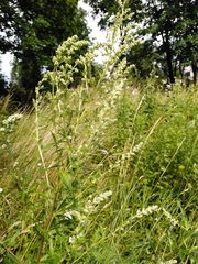 Artemisia vulgaris