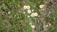 Erigeron annuus