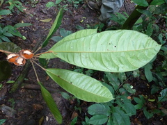 Cola liberica
