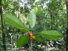 Cola liberica