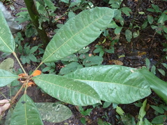 Cola liberica
